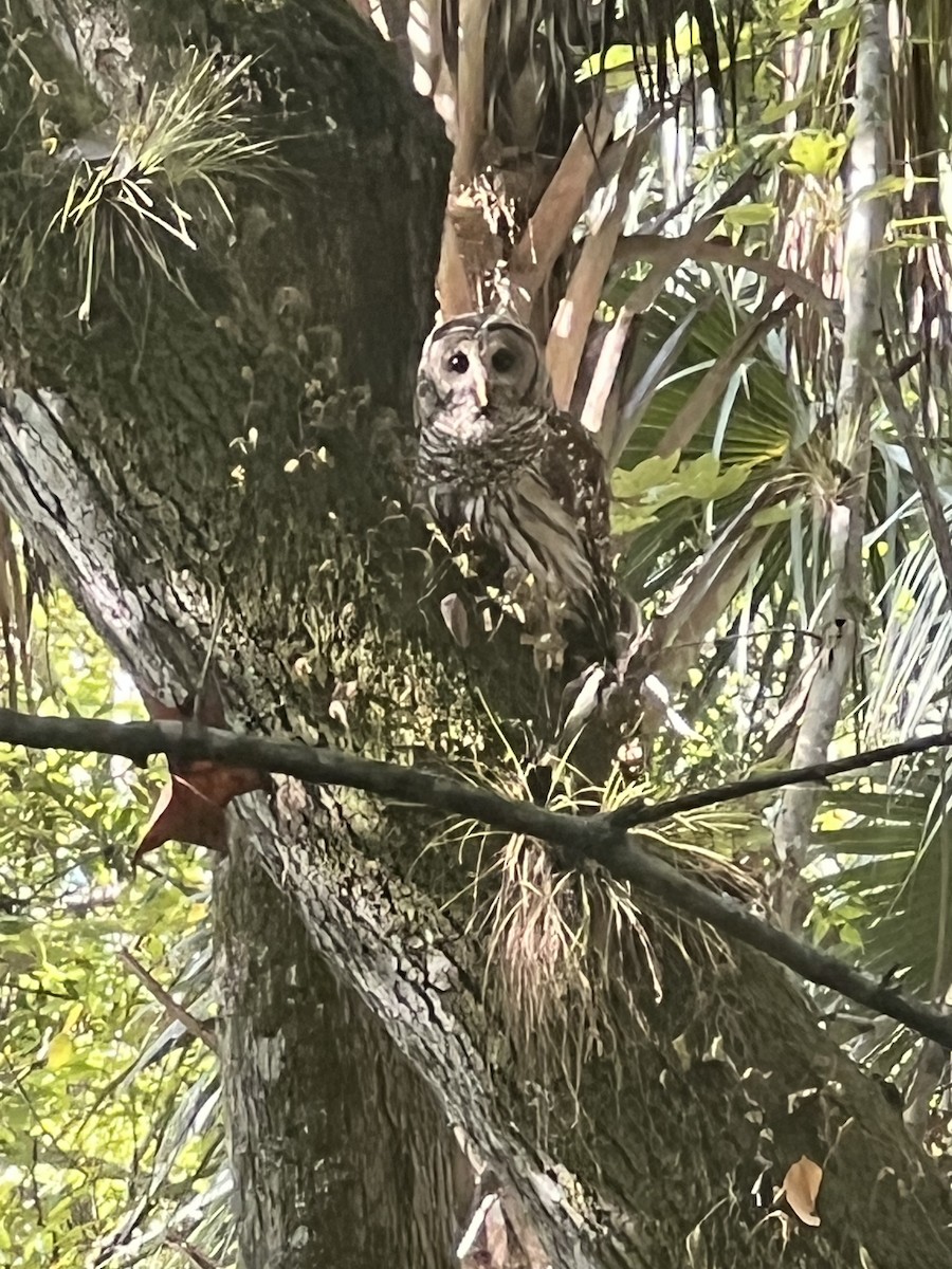 Barred Owl - ML642593117