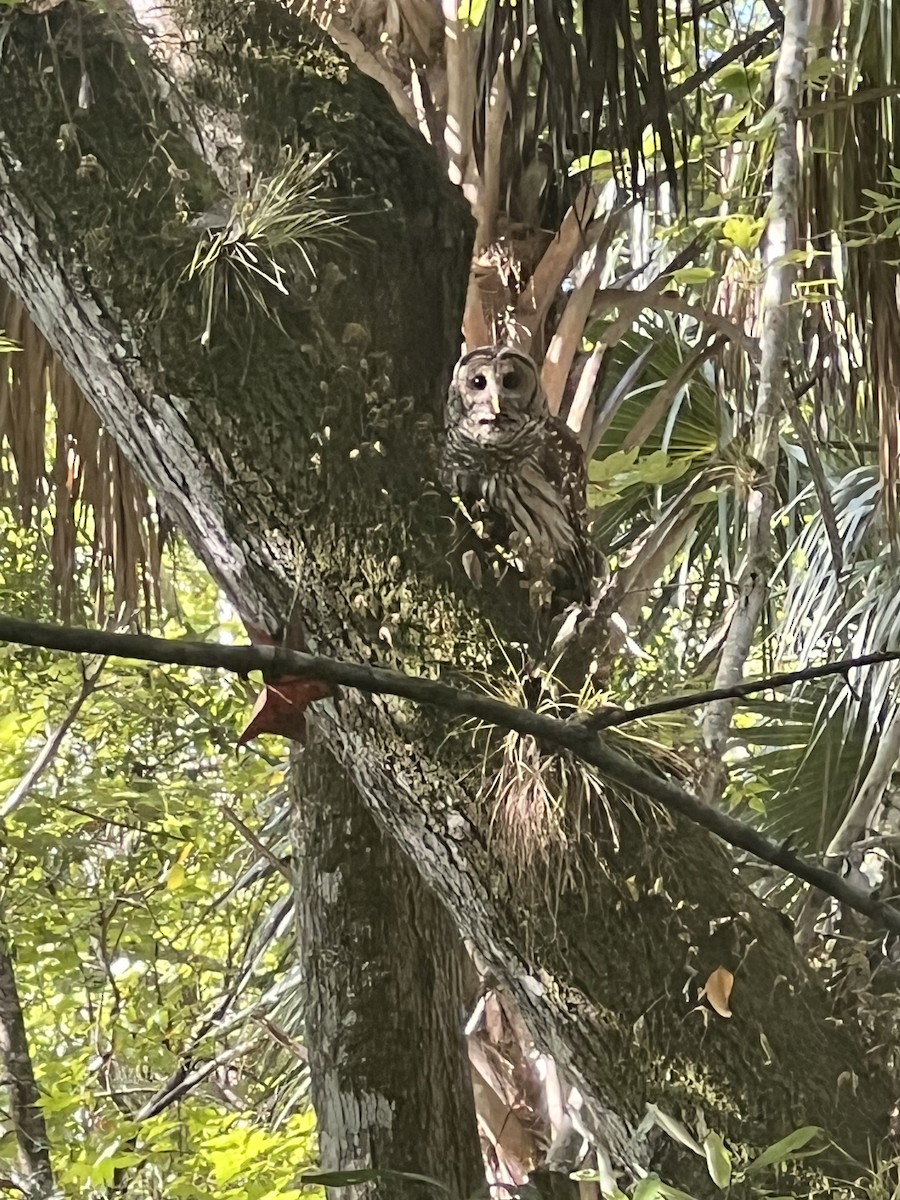 Barred Owl - ML642593121