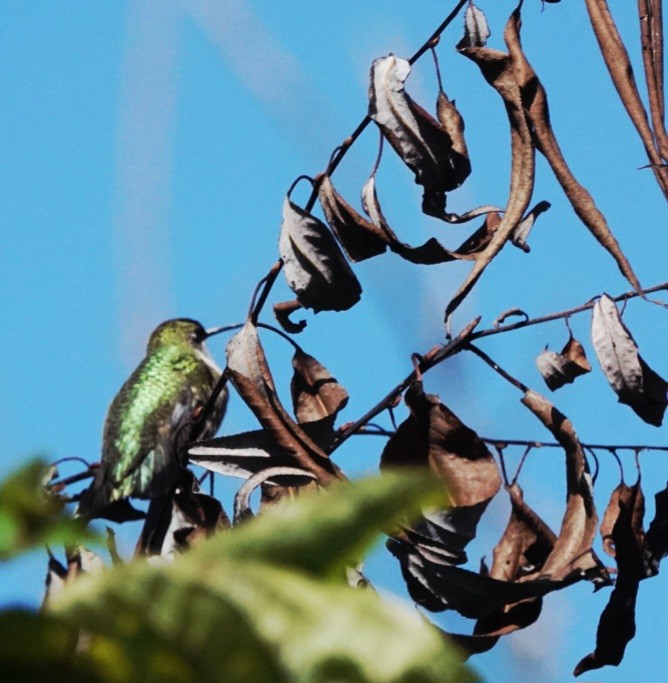 Ruby-throated Hummingbird - ML642593134