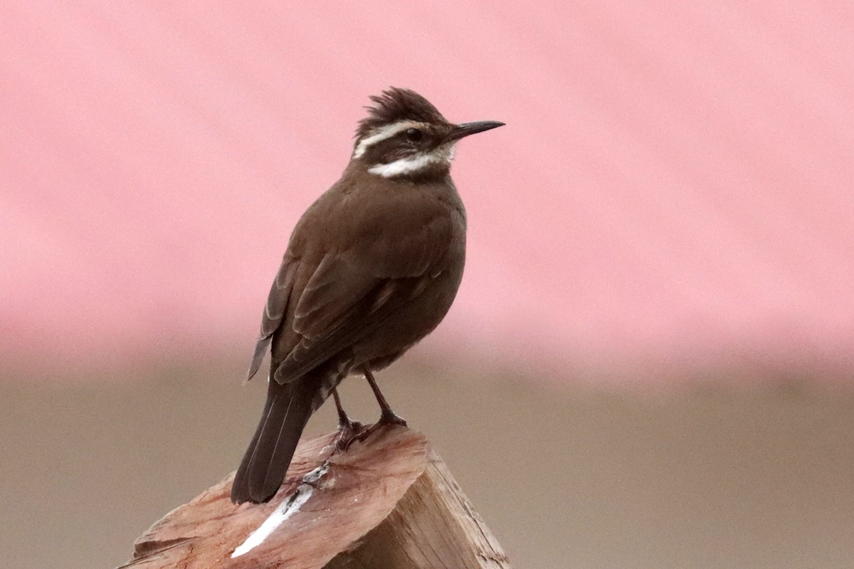 Dark-bellied Cinclodes - ML642593146