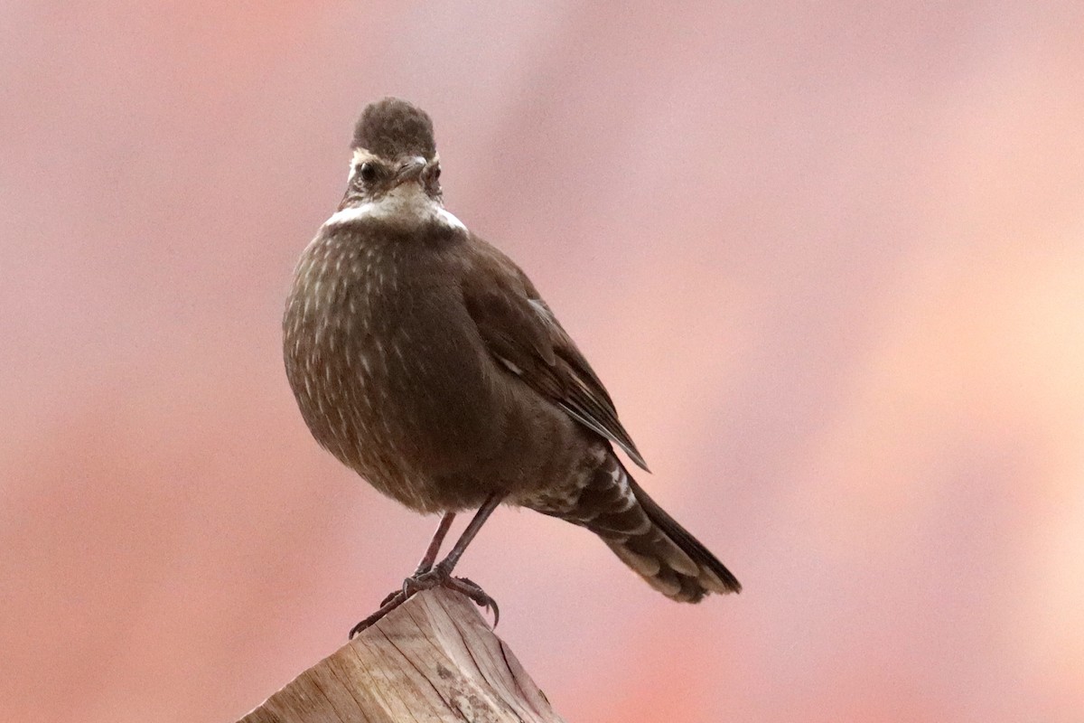 Dark-bellied Cinclodes - ML642593147