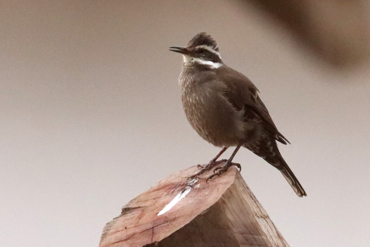 Dark-bellied Cinclodes - ML642593148