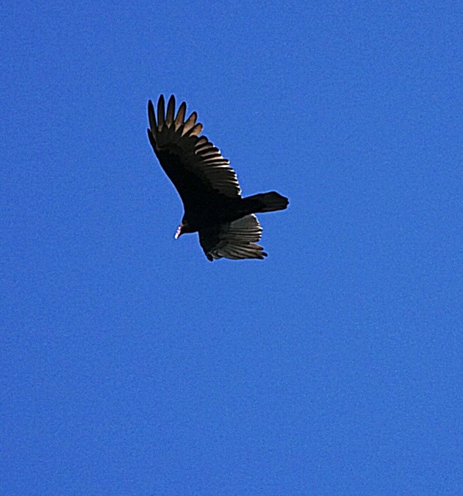 Turkey Vulture - ML642593159