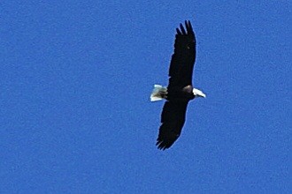Bald Eagle - ML642593168