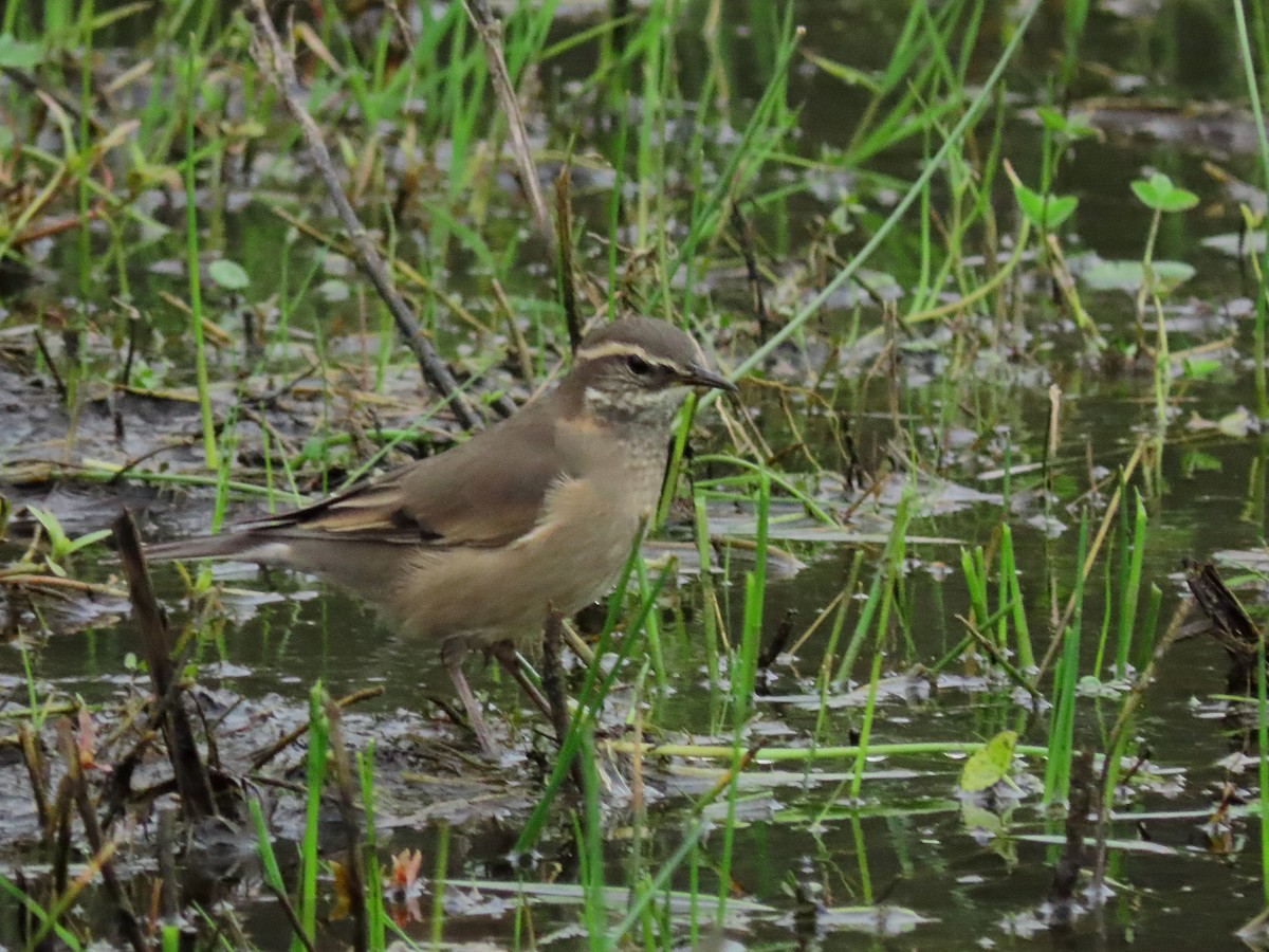 Buff-winged Cinclodes - ML642593179