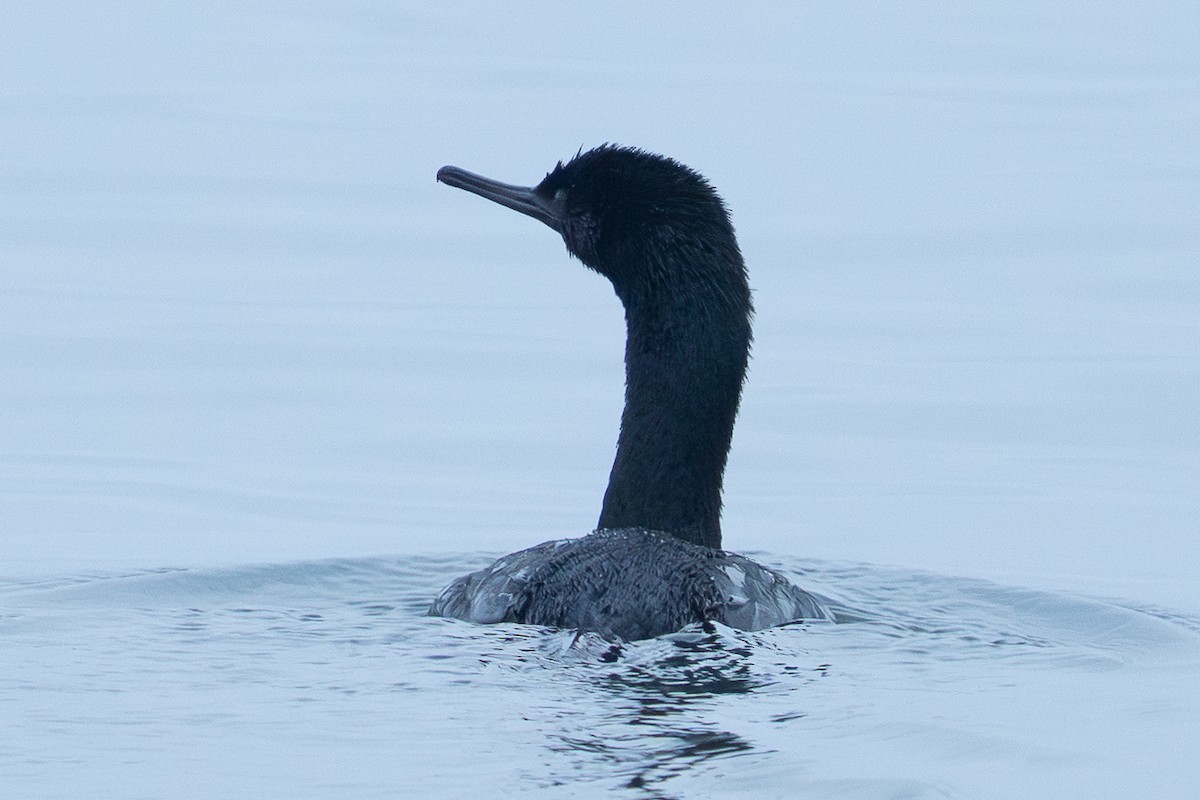 Pelagic Cormorant - ML642593192
