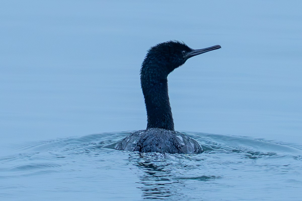 Pelagic Cormorant - ML642593193
