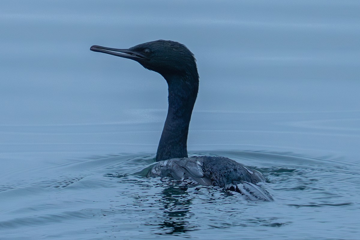 Pelagic Cormorant - ML642593194