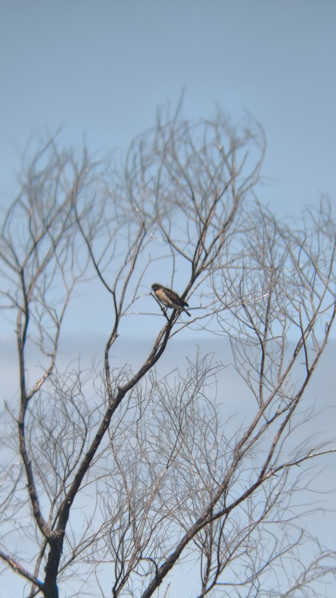 Plumbeous Kite - ML642593200