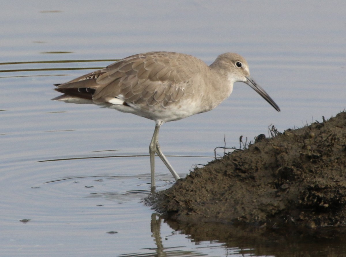 Willet - ML64259321