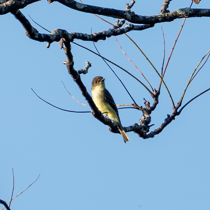 Eastern Phoebe - ML642593212