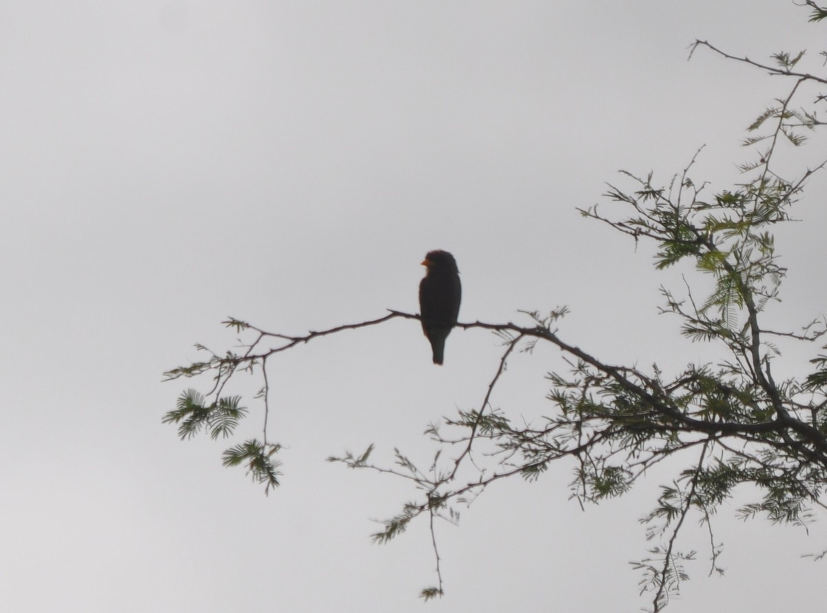 Broad-billed Roller - ML642593241