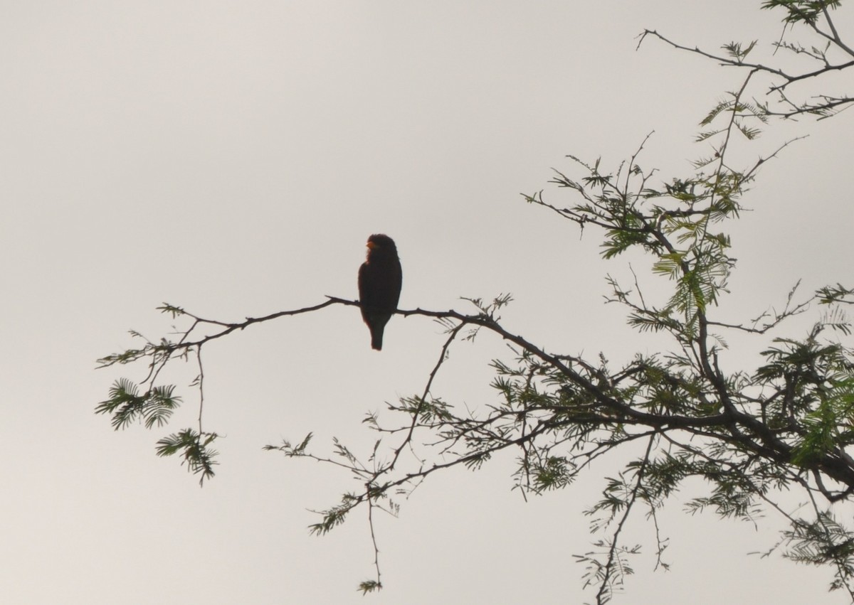 Broad-billed Roller - ML642593242