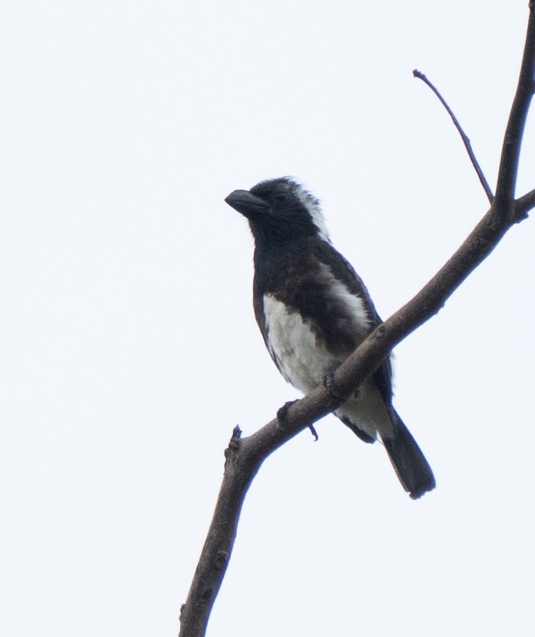 White-eared Barbet - ML642593274