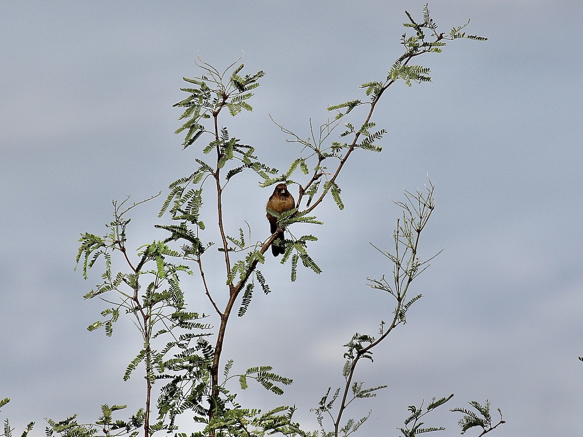 Abert's Towhee - ML642593297