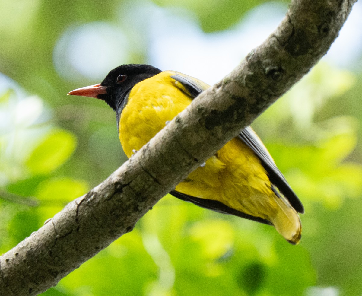 African Black-headed Oriole - ML642593308