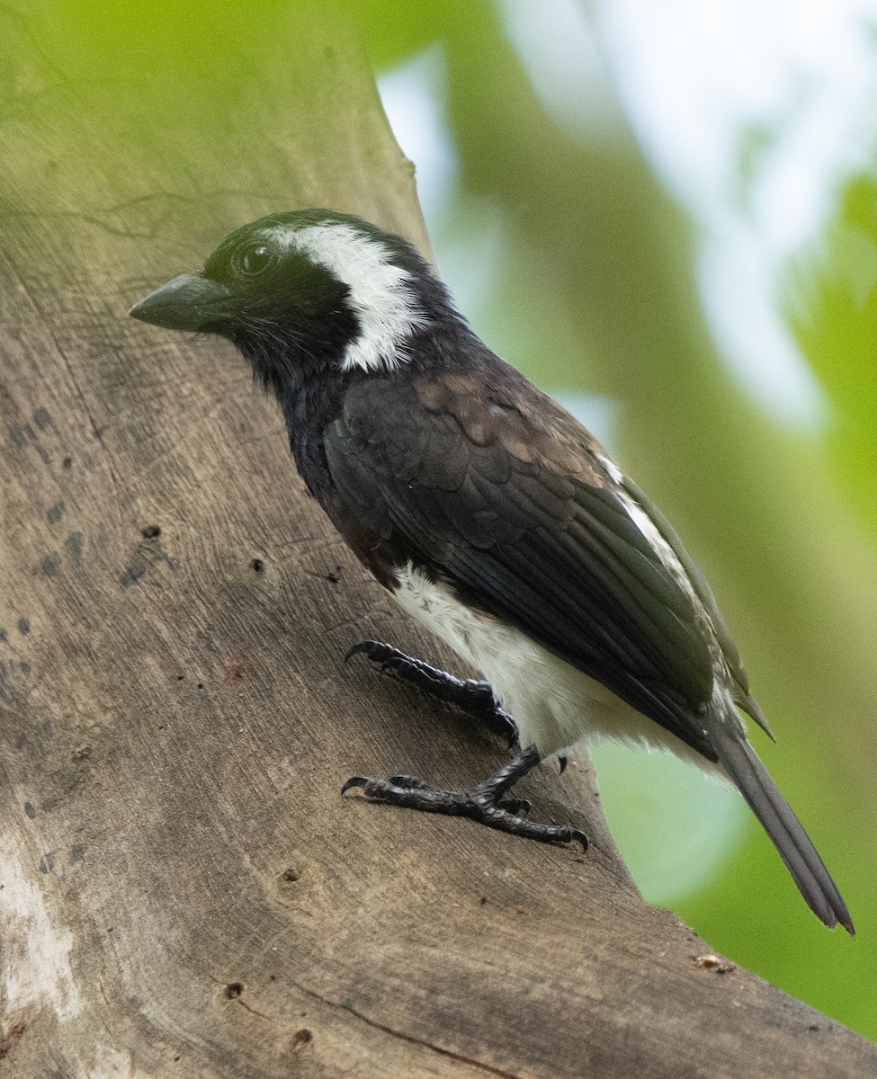 White-eared Barbet - ML642593314