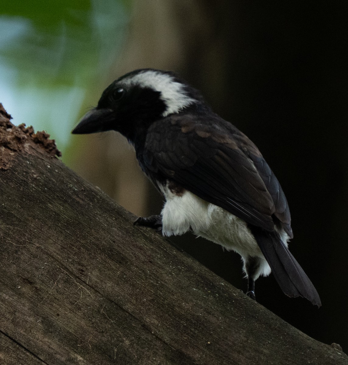 White-eared Barbet - ML642593316