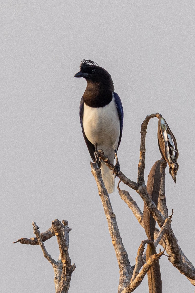 Curl-crested Jay - ML642593317