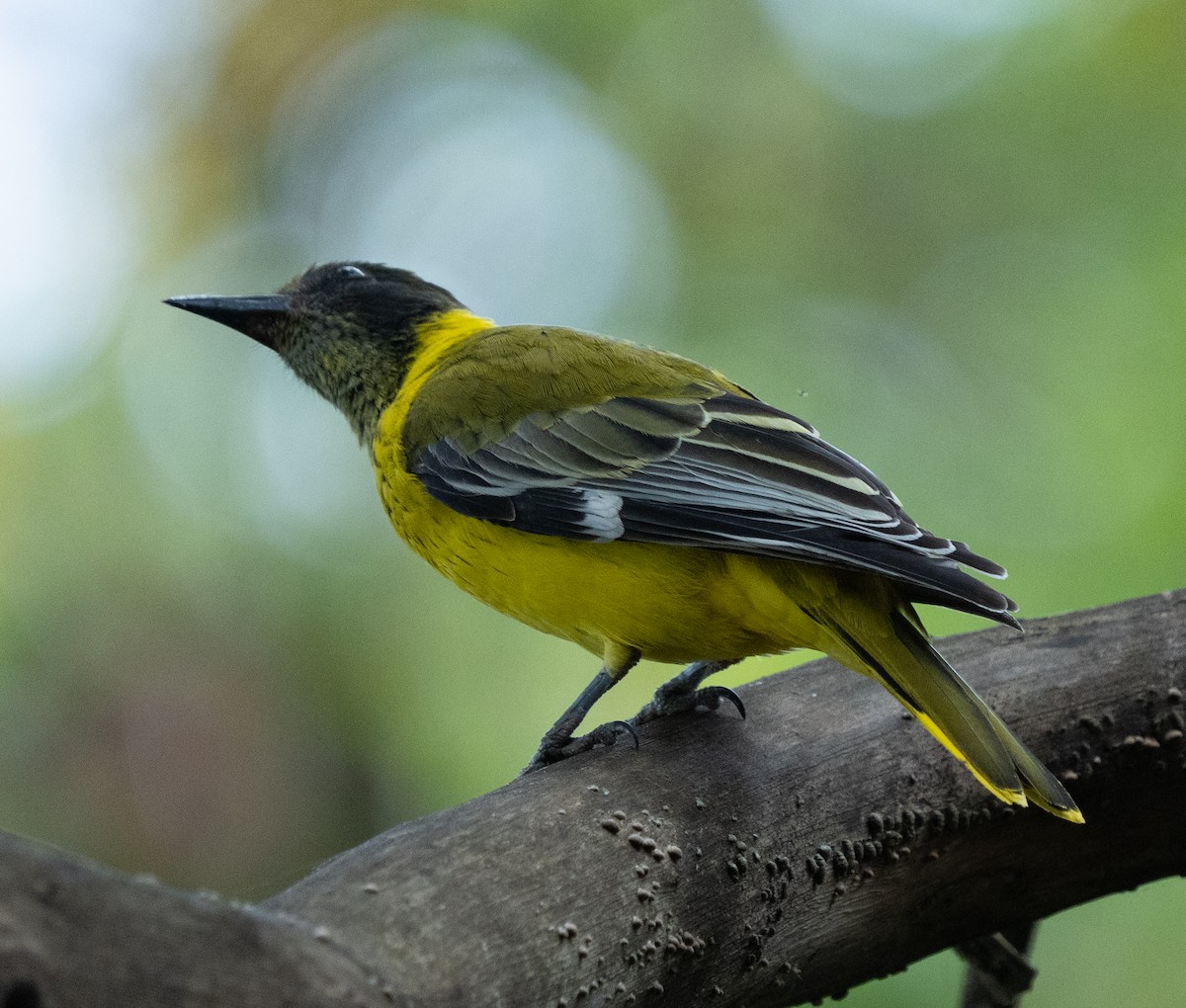 African Black-headed Oriole - ML642593322