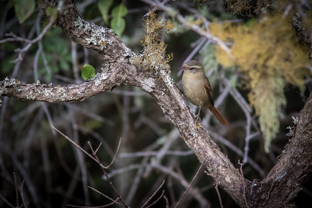Olive Spinetail - ML642593344