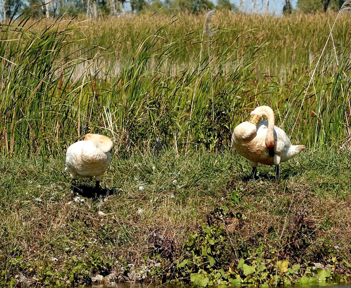 Trumpeter Swan - ML642593351