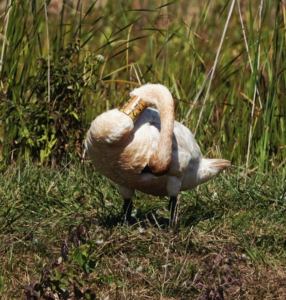 Trumpeter Swan - ML642593352