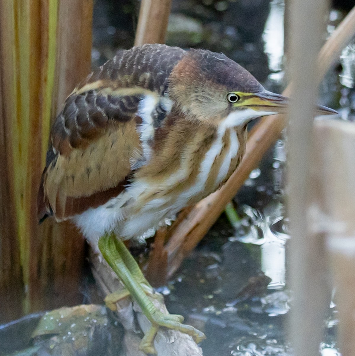 Least Bittern - ML642593354