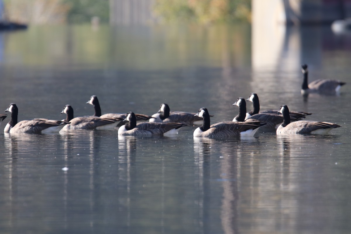 Canada Goose - ML642593358