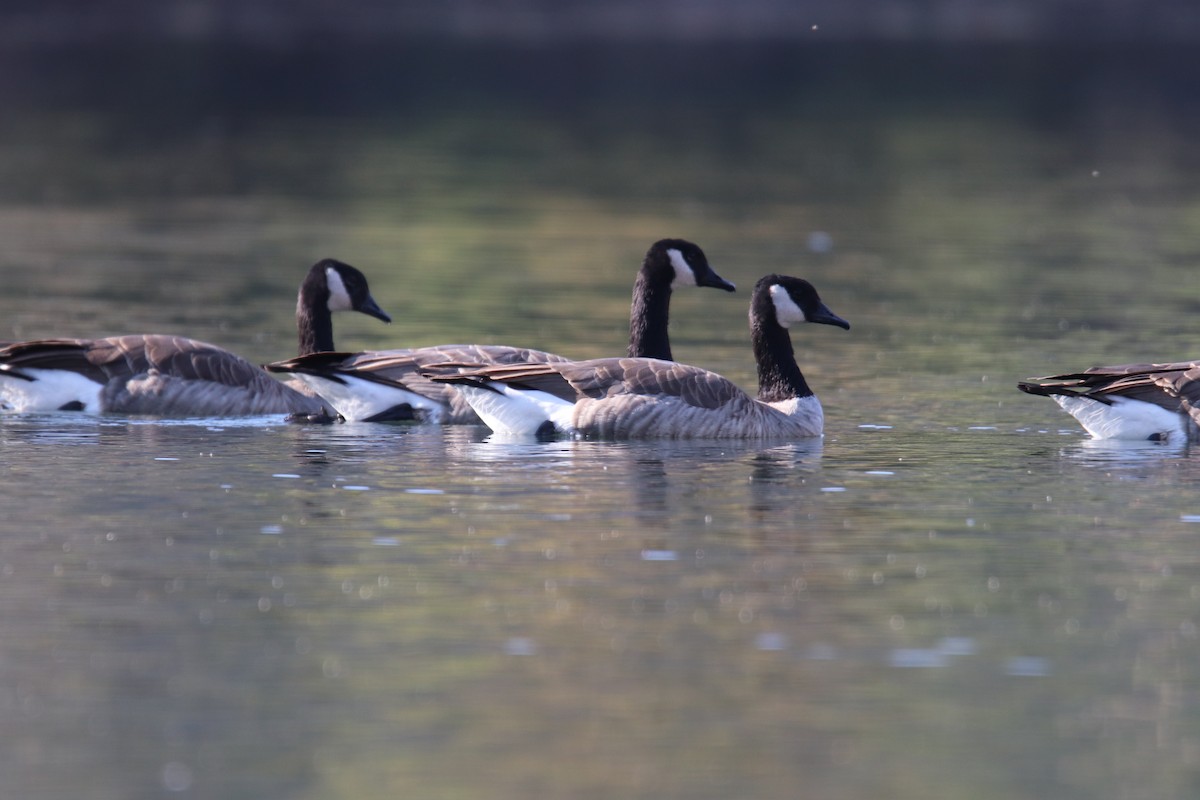 Canada Goose - ML642593361