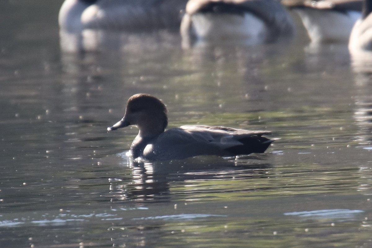 Gadwall - ML642593371