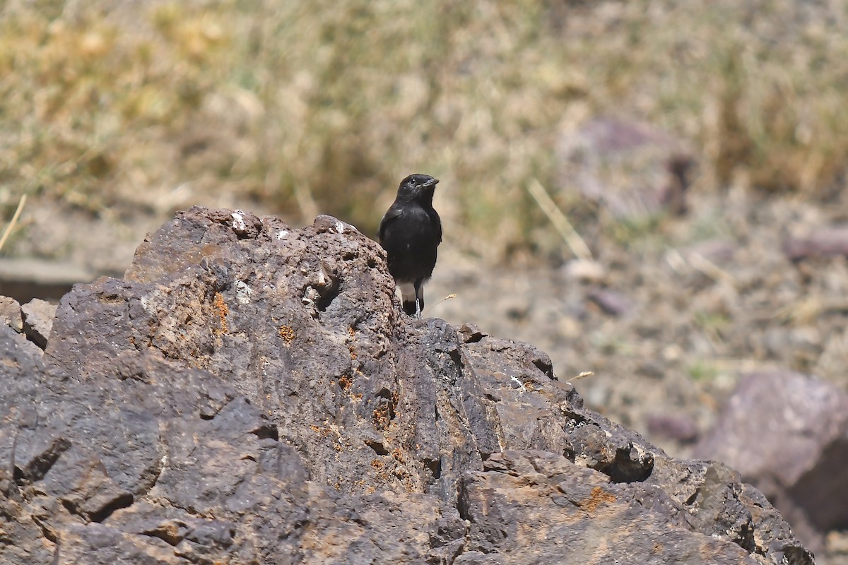 Monachella nera - ML642593373