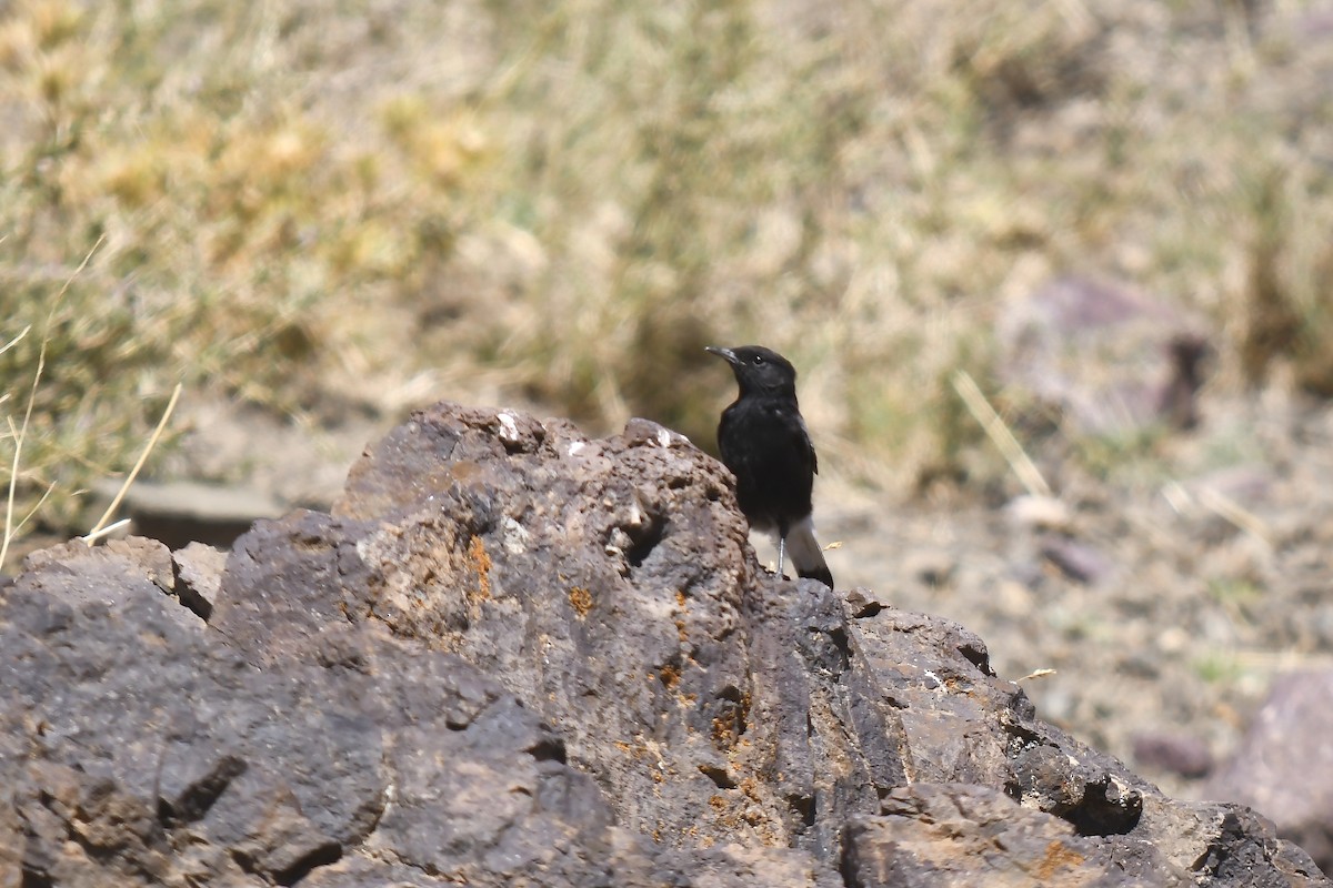 Monachella nera - ML642593374