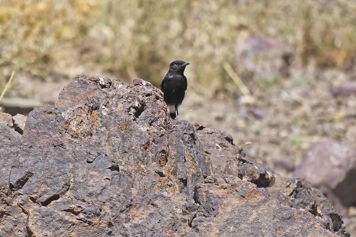 Monachella nera - ML642593375