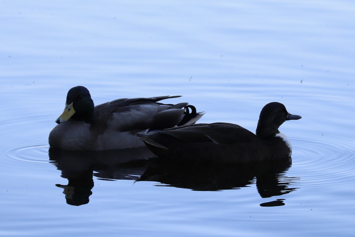 Mallard - ML642593380