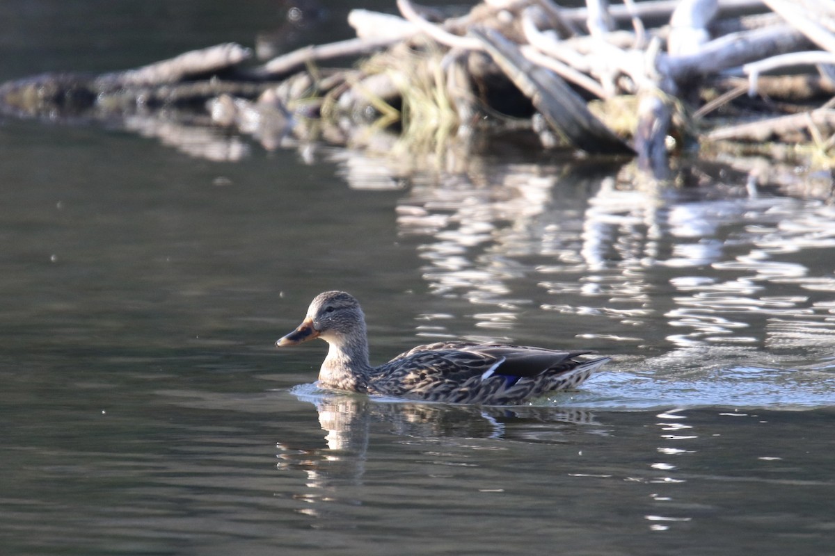 Mallard - ML642593382