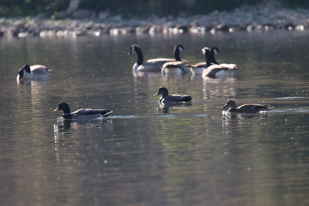 Mallard - ML642593383
