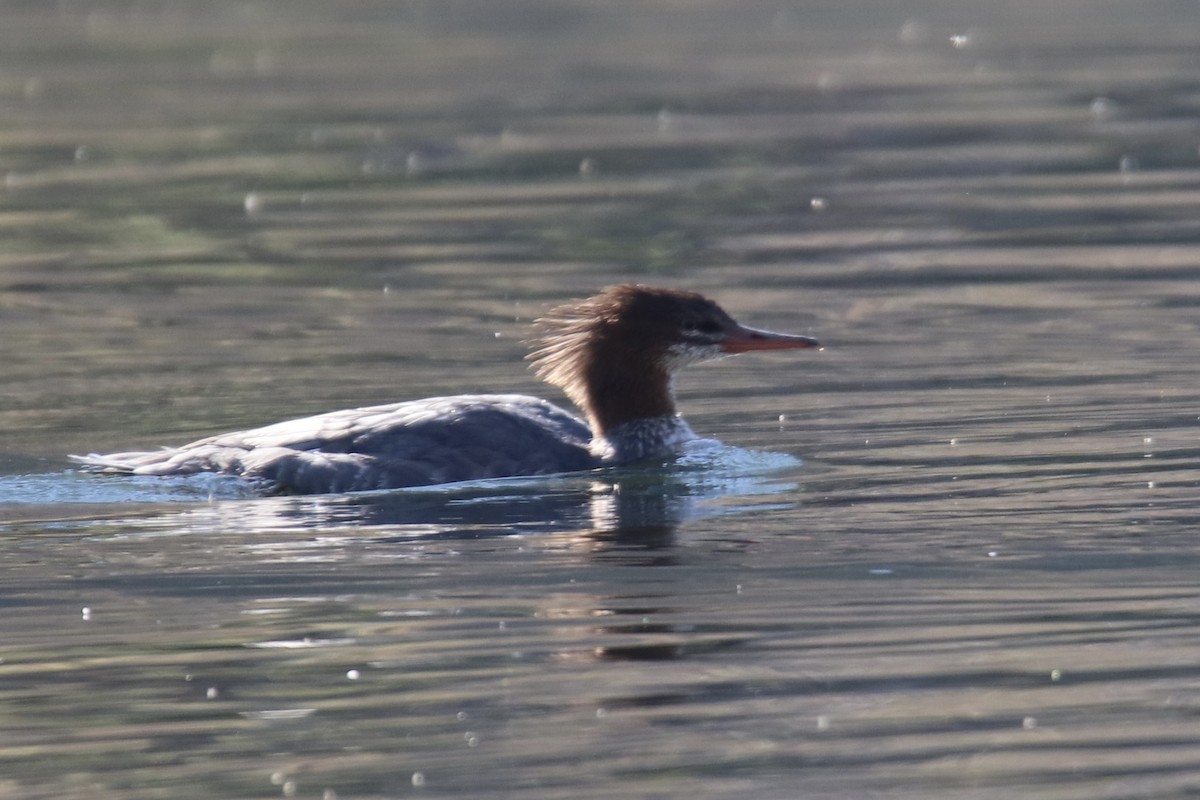 Common Merganser - ML642593388