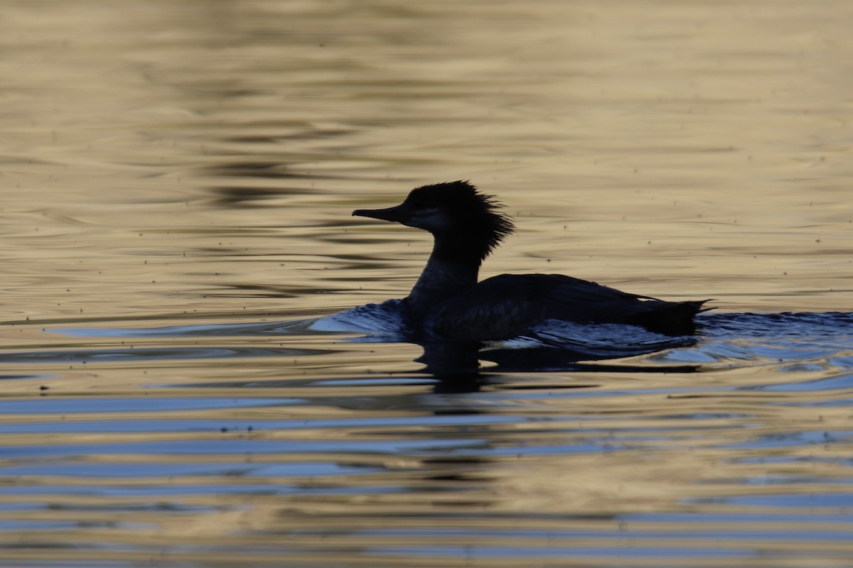 Common Merganser - ML642593389