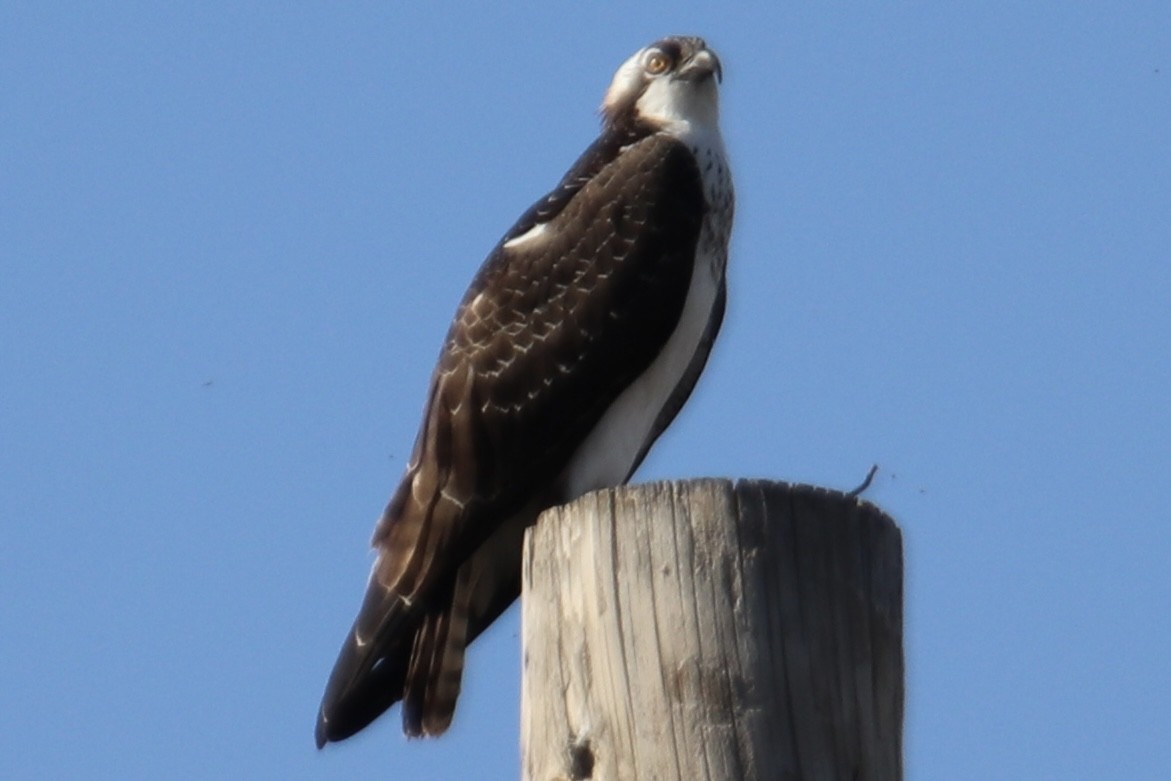 Osprey - ML642593399