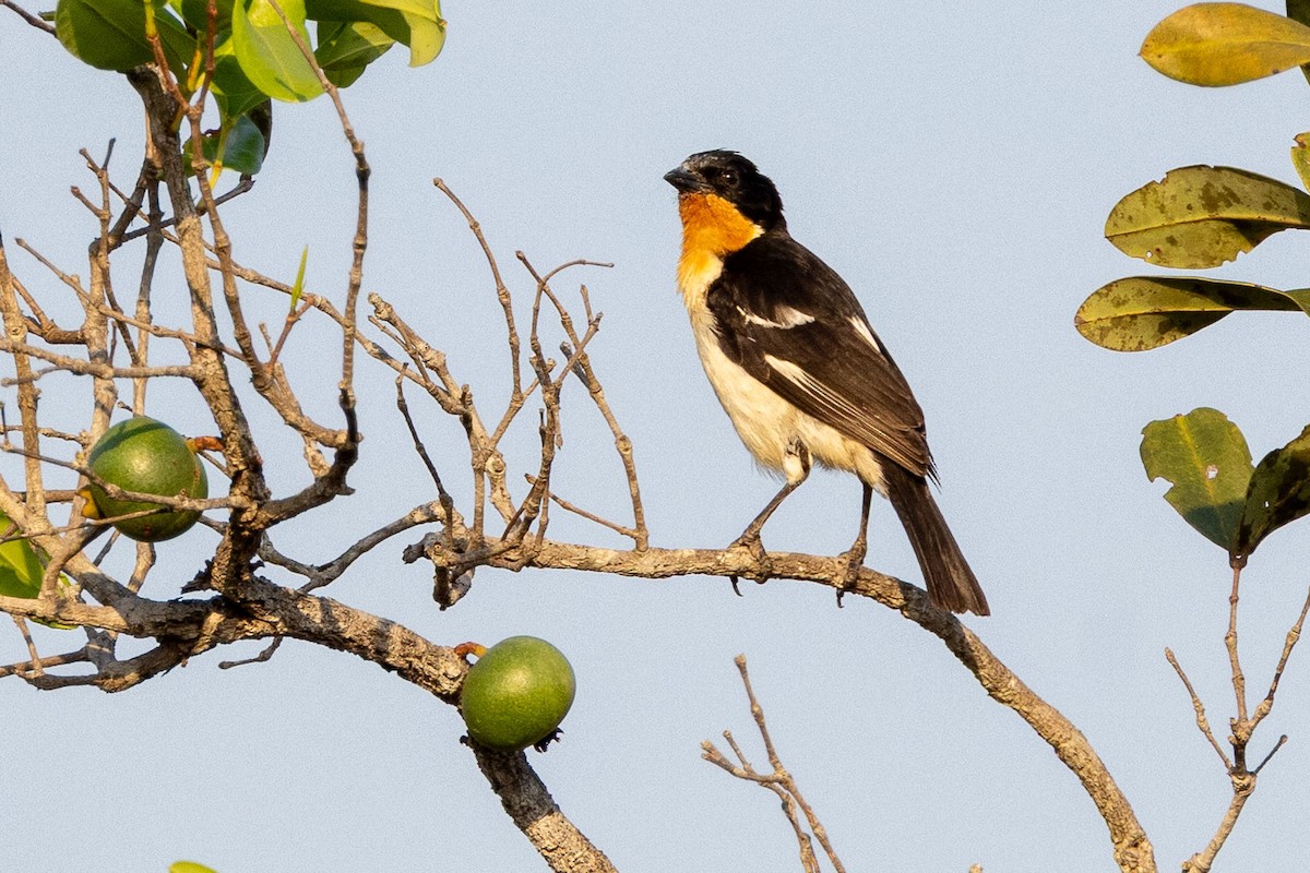 White-rumped Tanager - ML642593400