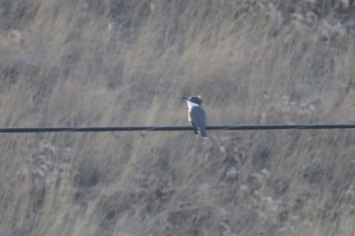Belted Kingfisher - ML642593405