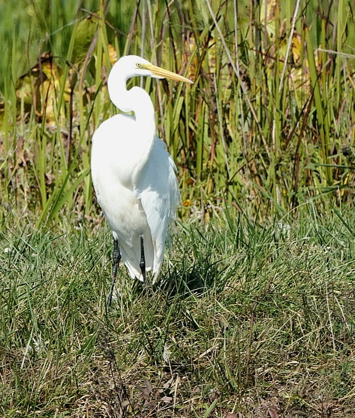 Great Egret - ML642593414