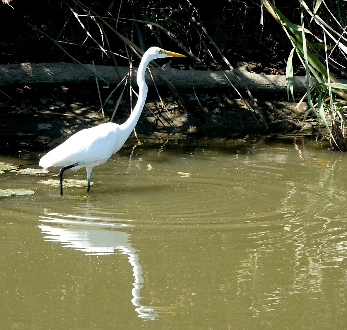 Great Egret - ML642593415