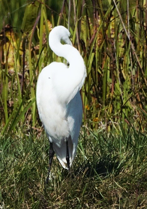Great Egret - ML642593416