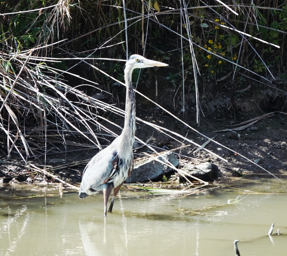 Great Blue Heron - ML642593435