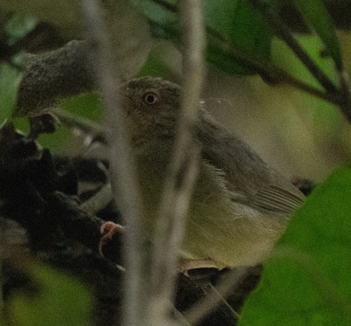 Little Greenbul - ML642593447