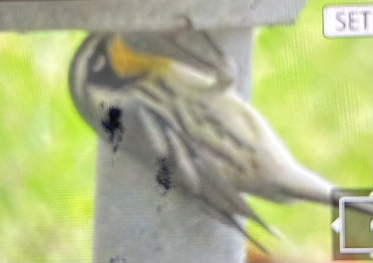 Yellow-throated Warbler - ML642593456