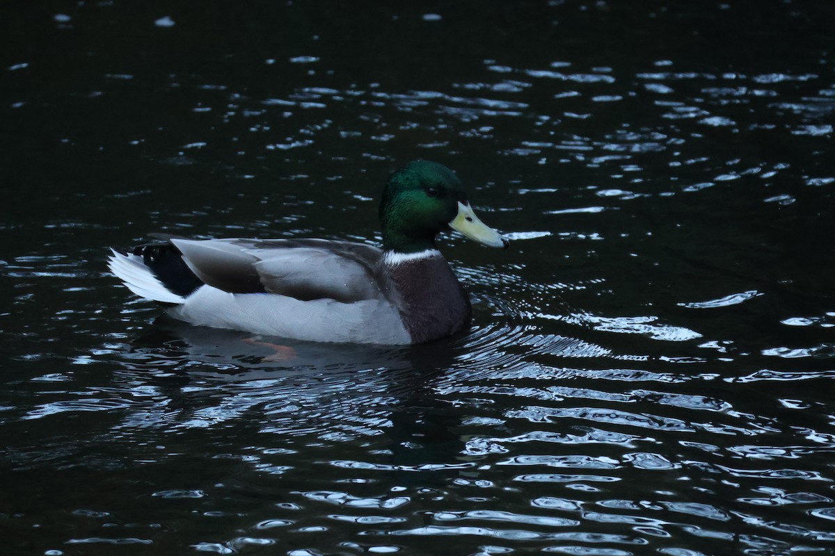 Mallard - ML642593535