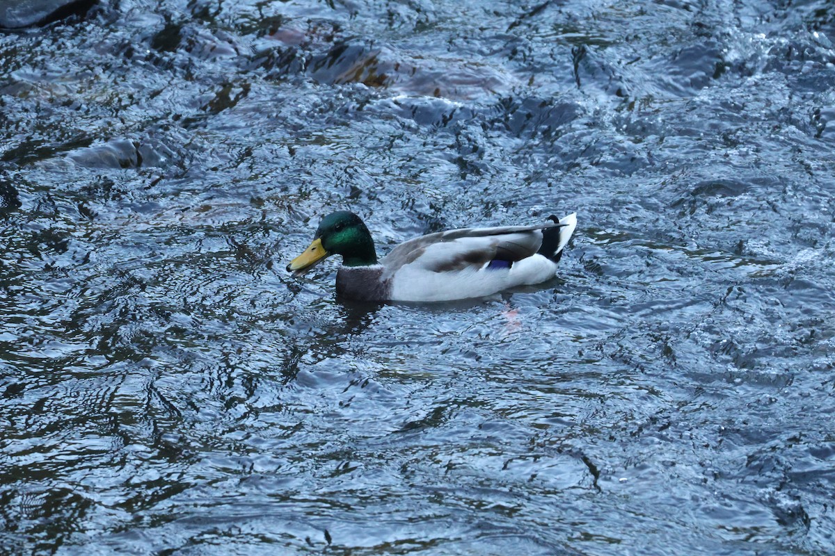 Mallard - ML642593536